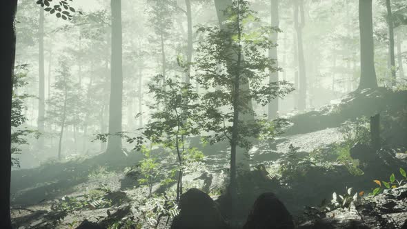 Sunny Silhouetted Forest with Sunbeams Through Fog