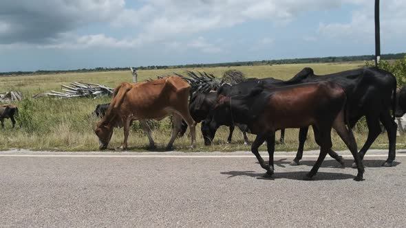 Herd of African Humpback Cows Walking at the Side of the Asphalt Road Zanzibar