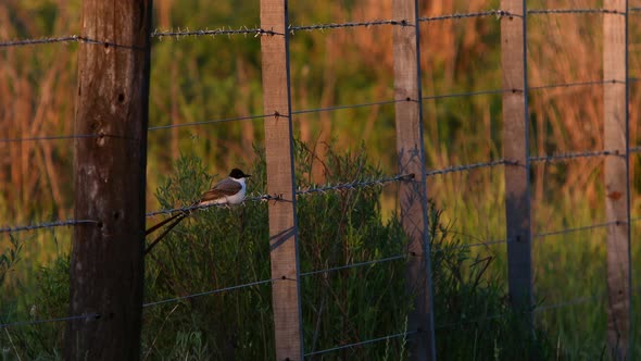 Fork-tailed Flycatcher (Tyrannus savana) is seen perched on a wire fence in the field during golden