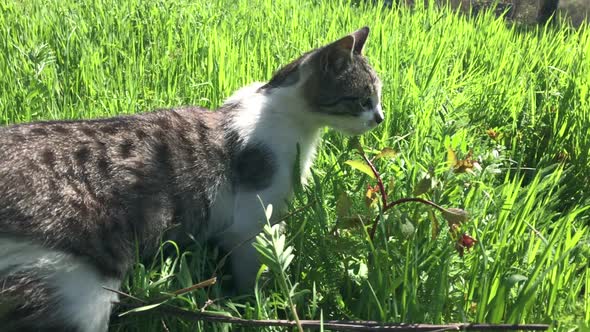 Close-up of  domestic young cat  in the grass slow motion 1920X1080 HD video - Young gray and white 