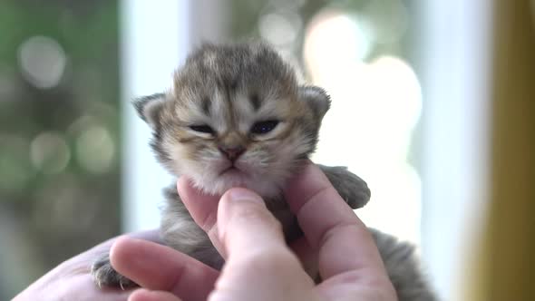 Asian Woman Hand Petting A New Born Kitten Under Sunlight