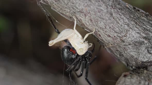 Black Widow Spider with grasshopper stuck in its web