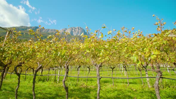 Grape Vines with Yellow Leaves Grow Against Mountains