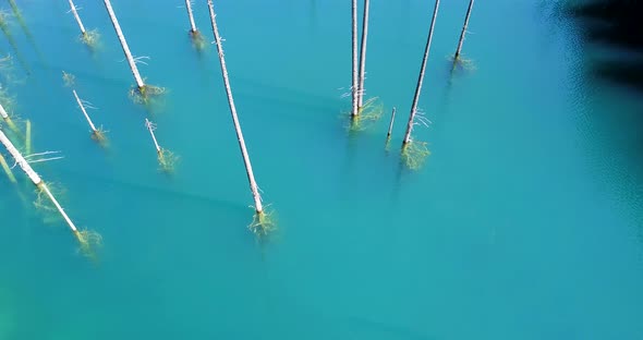 Coniferous Trees Rise From Depths of Mountain Lake