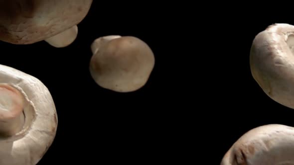 Closeup of the Champignon Mushrooms Falling Diagonally on the Black Background