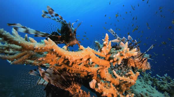 Underwater Tropical Lionfish
