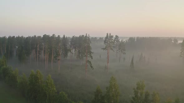 Flight Above Forest