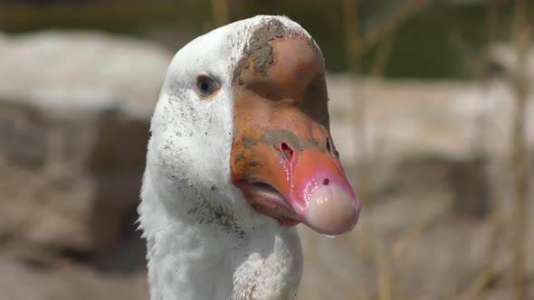 A close-up view of an African goose
