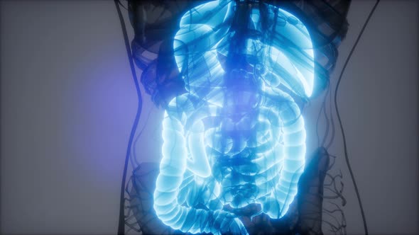 3d Illustration of Human Digestive System Parts and Functions alt