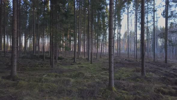 Inside the Spruce Forest