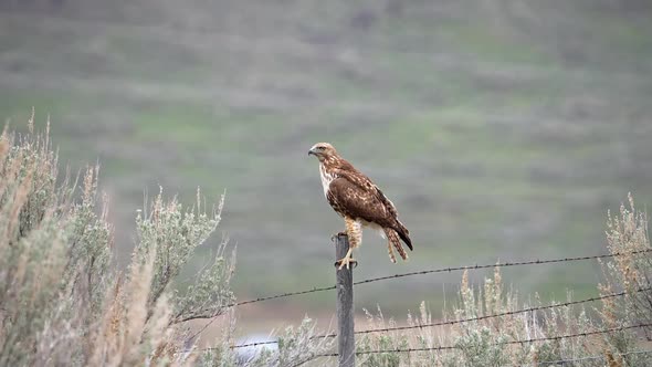 Red-tailed hawk perched on fence then flying as truck comes by