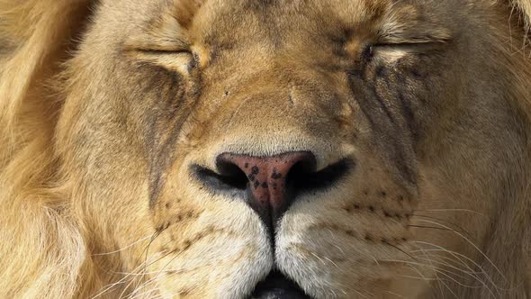 Up close view of adult male lions face