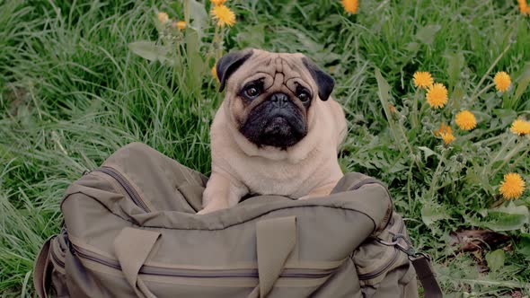 Cute Pug on the Big Bag