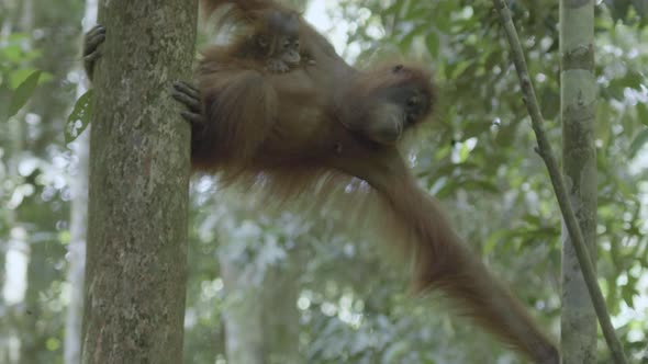 orangutan eating on wildlife