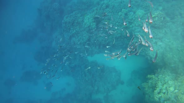 School of Indian Mackerel Feeding in Red Sea