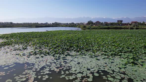 Relax on the SUP Boards Among the Lotuses in Pond