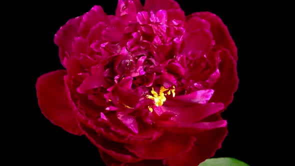 Time Lapse of Opening Beautiful Rde Peony Flowers