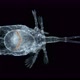 Beautiful Crustacean Copepoda Copilia Sp - VideoHive Item for Sale
