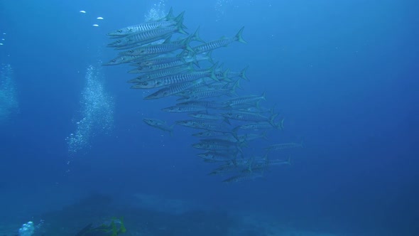 crystal clear water with a school of barracudas swimming. camera coming up really close to get reall