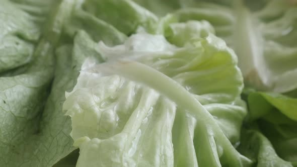 Panning on Lactuca sativa green salad close-up footage