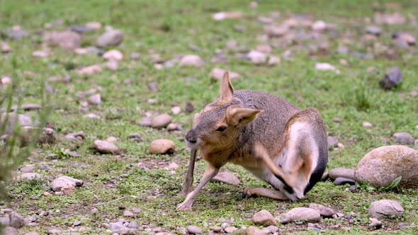 Medium shot of a Patagonian Mara scratching and grooming itself on a field
