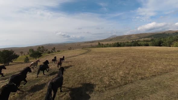 Aerial FPV Drone Flying with a Large Herd of Wild Horses Galloping Fast Across Steppe