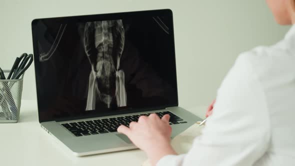 Doctor Veterinarian Examining Bird Skeleton Roentgen on Laptop Monitor