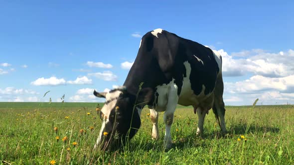 Cow grazing on the green meadow in a sunny day.