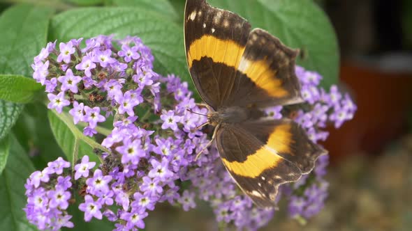 Macro close up of busy Monarch Butterfly resting on flower bed in garden during summer day