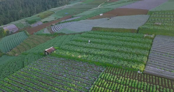 Drone shot of farmer working on the Vegetable Plantation on Hillside in the morning. Green vegetable