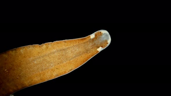 Platyhelminthes Flatworm Under a Microscope, a Type of Protostomia, Found in the Atlantic Ocean