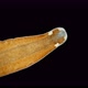 Platyhelminthes Flatworm Under a Microscope, a Type of Protostomia, Found in the Atlantic Ocean - VideoHive Item for Sale