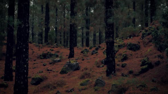 Pine forest with mossy rocks. Many pines needles cover the ground. Medium shot.