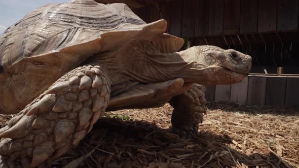 African spur thighed tortoise walking across the ground