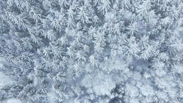 Beautiful Winter Forest with Snowy Trees Aerial View