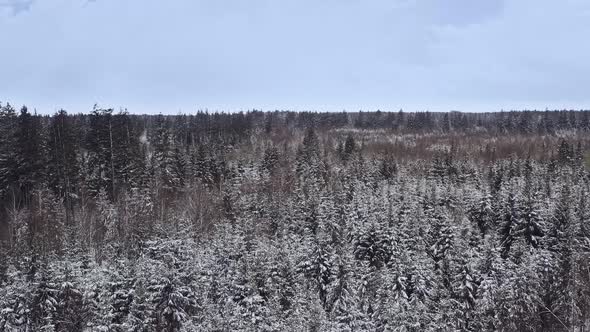 Swaying snow covered trees filmed by a drone at a cloudy day in the winter season