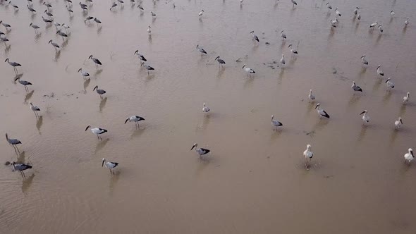 Asian openbill are highly social and form large group 