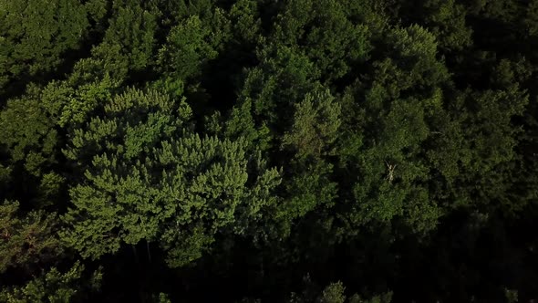 Aerial Top View of Summer Green Trees in Forest Background, Caucasus, Russia