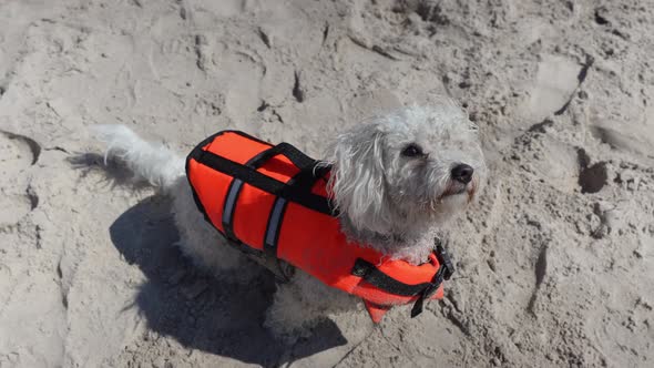 Cute family pet - Bichon Frise sitting in beach sand with orange vest