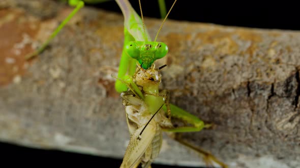 Praying Mantis feeding on a Cricket