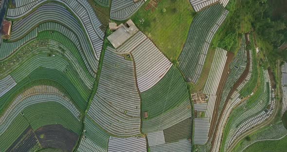 Aerial flyover beautiful vegetable plantation in different colors and pattern during sunny day - Cen