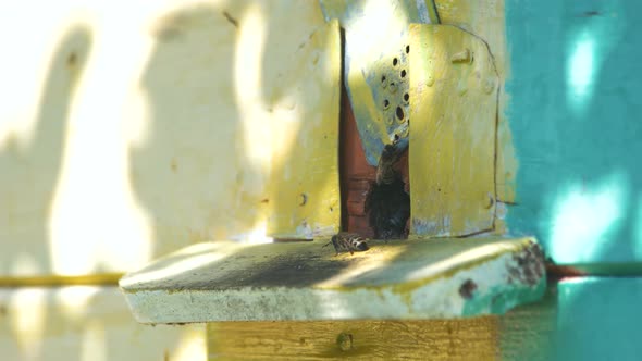 Close Up of Beehive Entrance with Bees