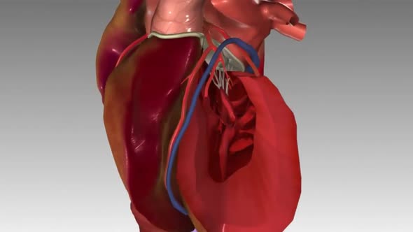 Human Circulatory System Heart Beat Anatomy Animation Concept. 3D