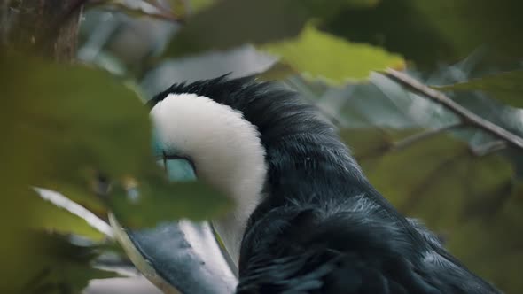 Channel-Billed Toucan Amongst Green Leaves Of Tropical Forest In South America. Selective Focus Shot