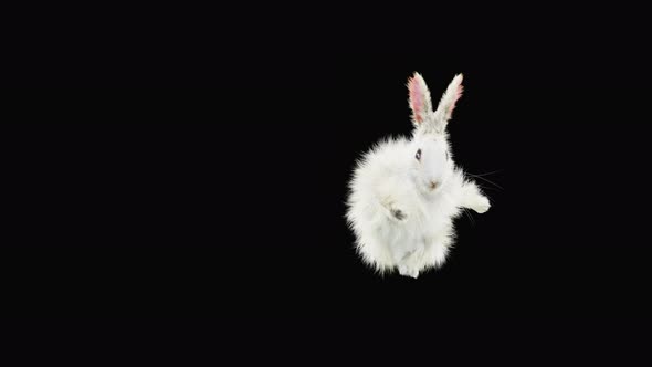 Rabbit Dancing 4K