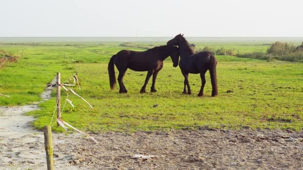 mutual grooming ritual black frisian purebred horses