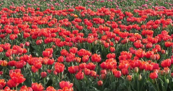 Tulips field in the Provence, Alpes de Haute Provence, France