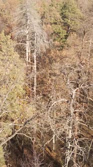 Vertical Video of Trees in the Forest Slow Motion