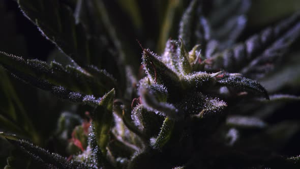 Close-up CBD Cannabis Plant and Hemp Inflorescence. Ganja Leaves Macro View. Vegetative Stage