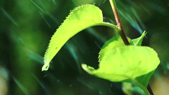 Rain Water Drops Falling on Leaves of Trees